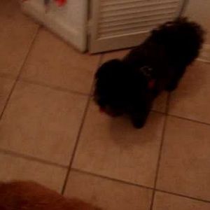 Meet your Posher, Pamela